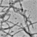 α-Synuclein(A30P) Pre-formed Fibrils (PFFs)